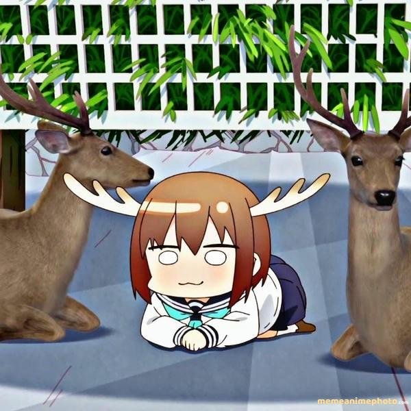 ảnh chế nokotan meme hot trend