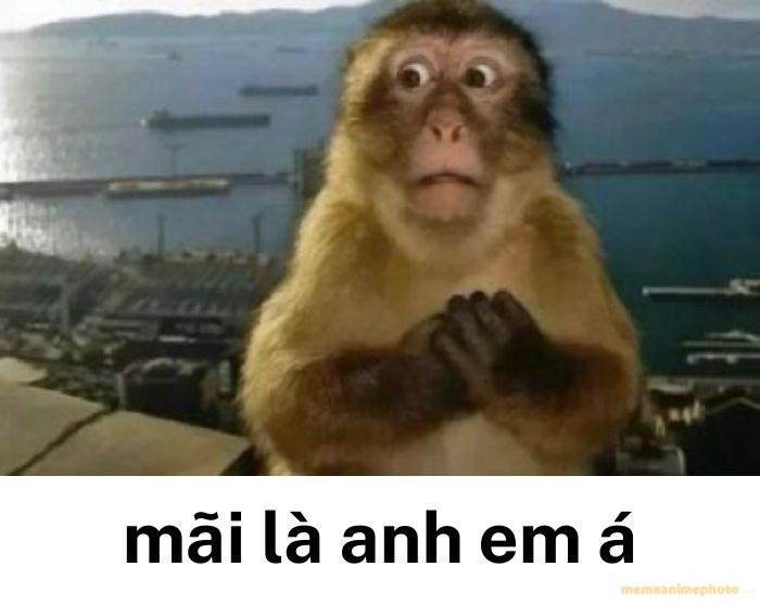 ảnh mãi là anh em meme khỉ