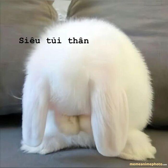 ảnh meme thỏ tủi thân
