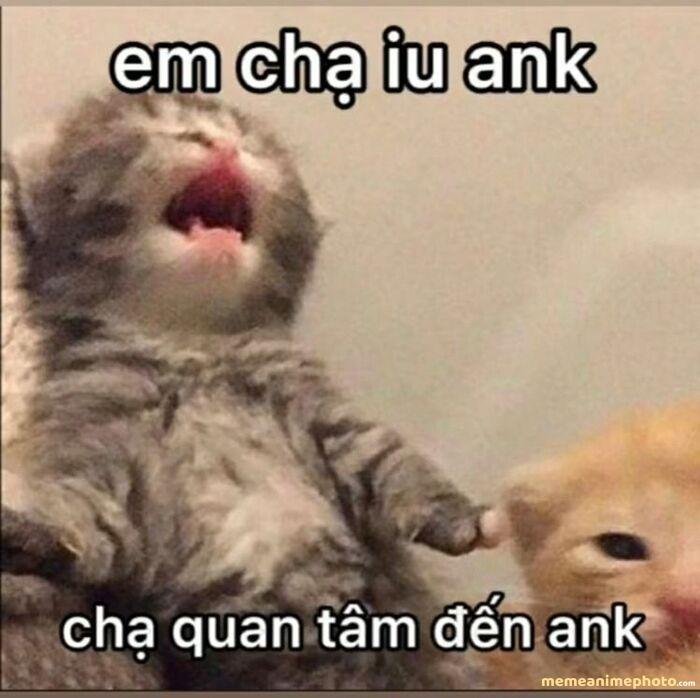 ảnh meme tổn thương mèo