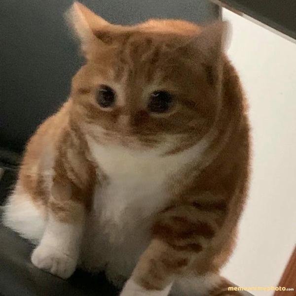 ảnh meme trung quốc biểu cảm không thể nhịn