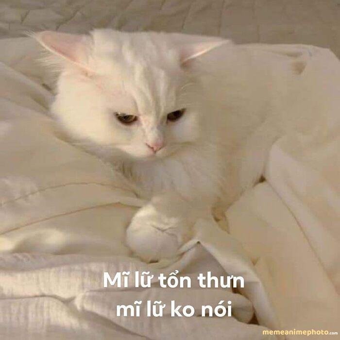 ảnh meme tủi thân mèo cute