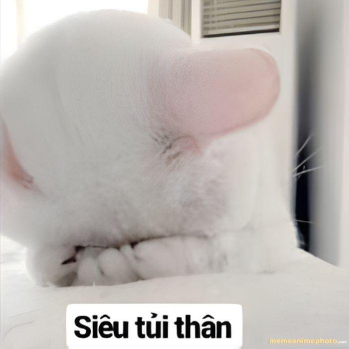 ảnh meme tủi thân mèo xinh