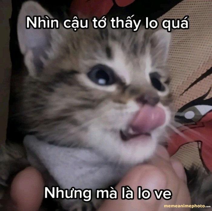 ảnh meme yêu thương mèo con