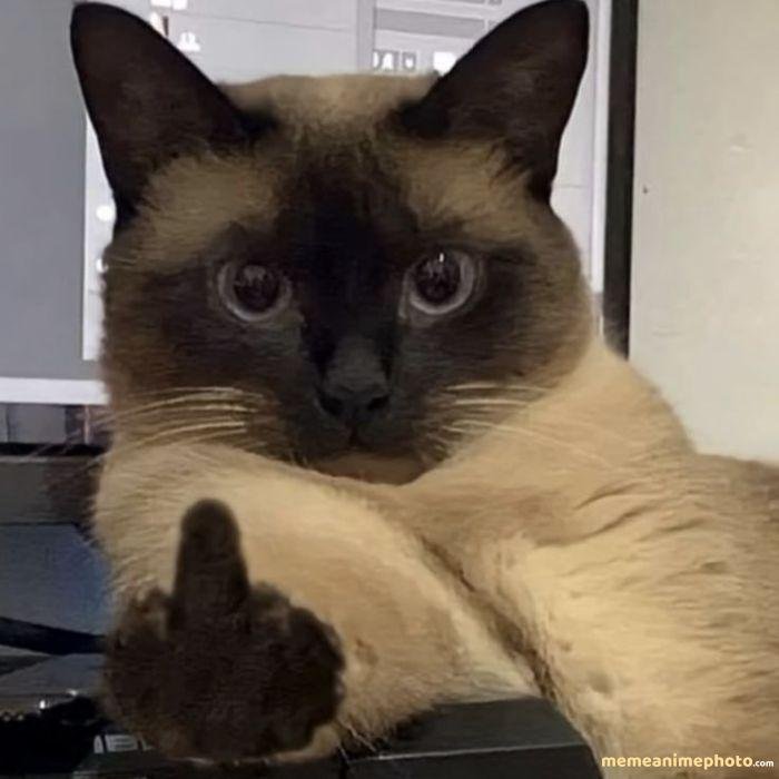 ảnh tuyệt vọng meme mèo