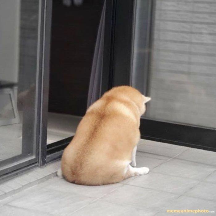 ảnh tuyệt vọng meme siêu hài