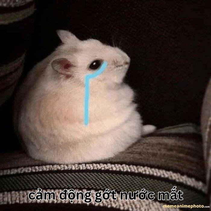 ảnh xúc động meme chuột