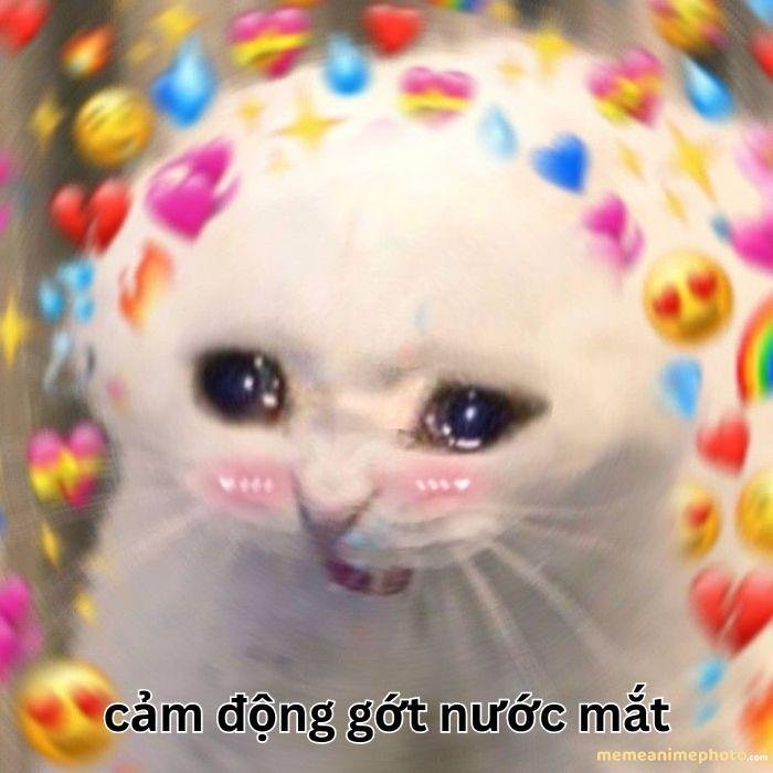 ảnh xúc động meme mèo cute