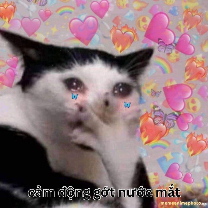 ảnh xúc động meme mèo
