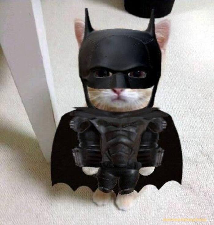 batman meme mèo