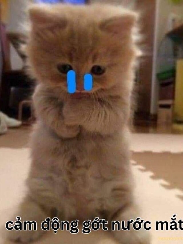 Tổng hợp 384+ ảnh xúc động meme tếu táo, hài hước và lầy lội