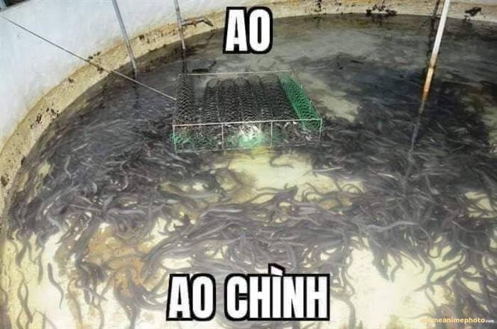 dark meme việt nam cá