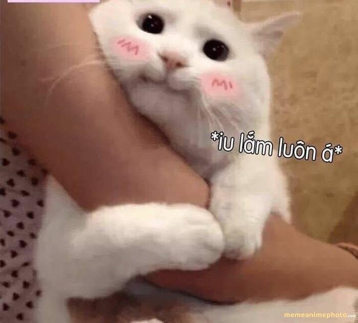 hình ảnh meme tình yêu đẹp xinh