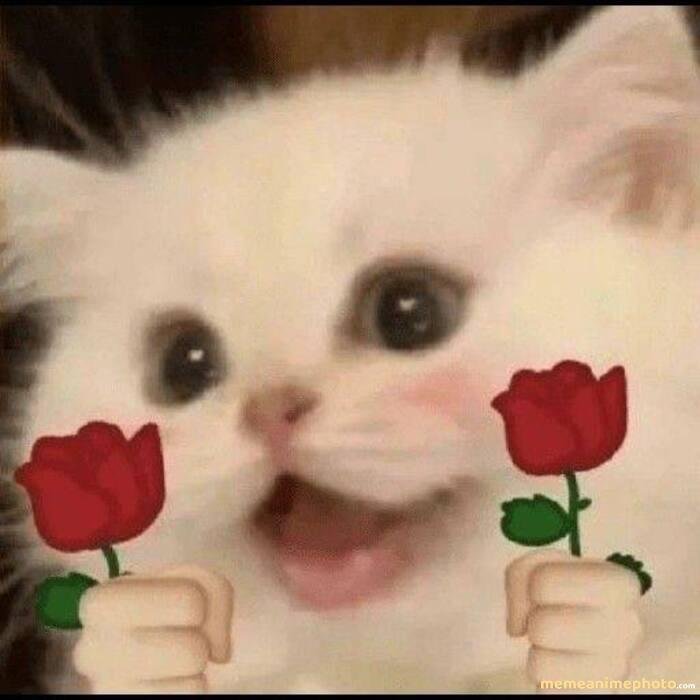 hình ảnh meme tình yêu siêu đẹp