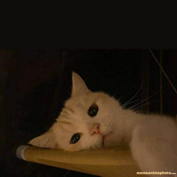 hình ảnh tuyệt vọng meme mèo siêu hài