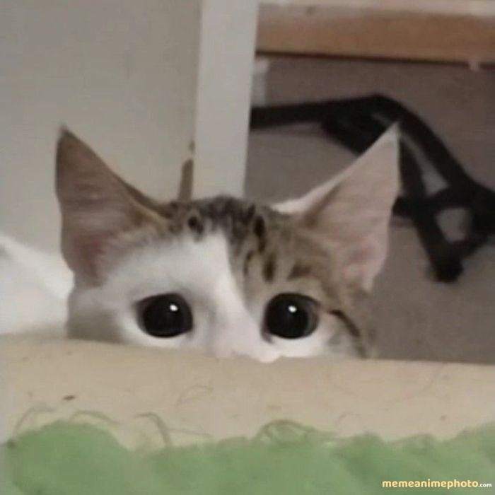 hình ảnh tuyệt vọng meme mèo