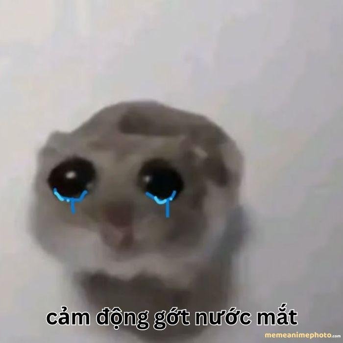 hình ảnh xúc động meme buồn khóc