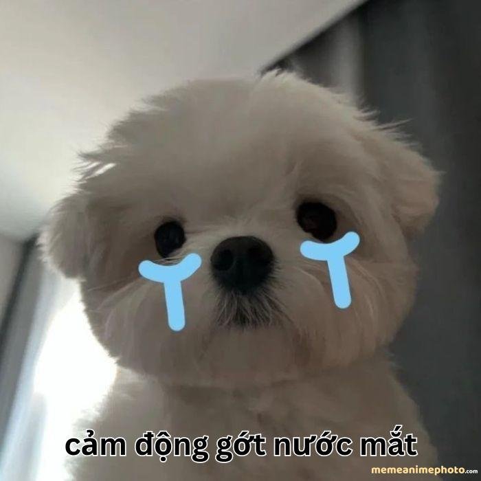 hình ảnh xúc động meme đáng yêu