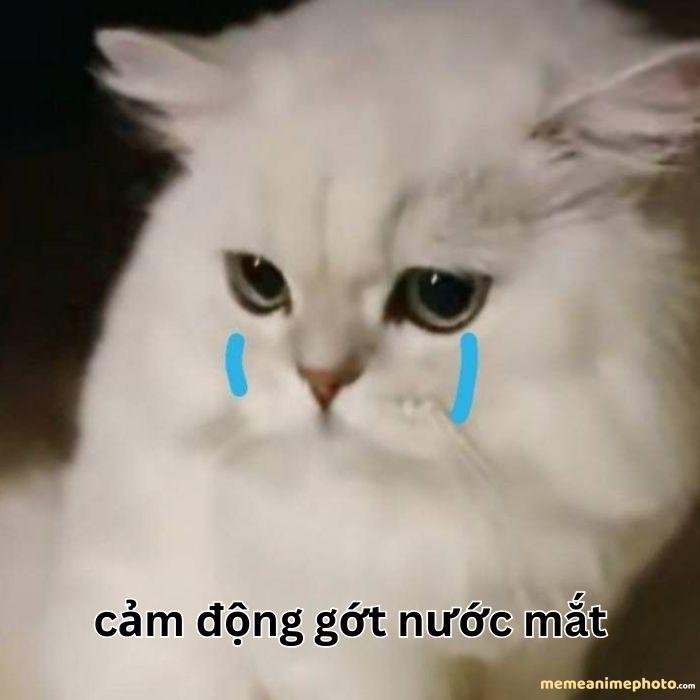 hình ảnh xúc động meme mèo