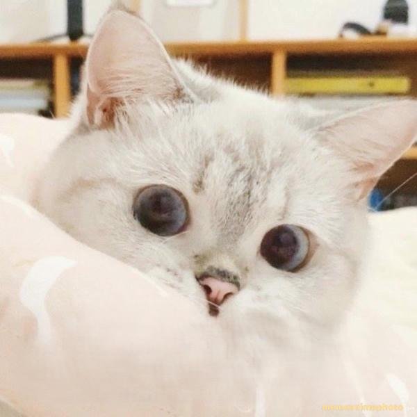 meme meme trung quốc viral khắp mạng