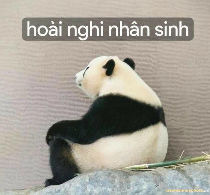 meme tổn thương hài