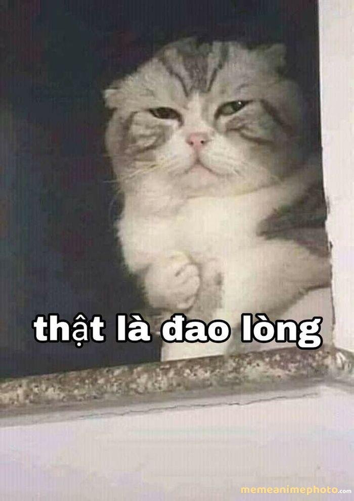 meme tổn thương mèo