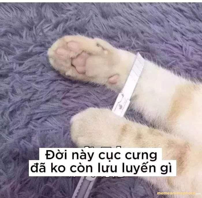 meme tủi thân cute hài