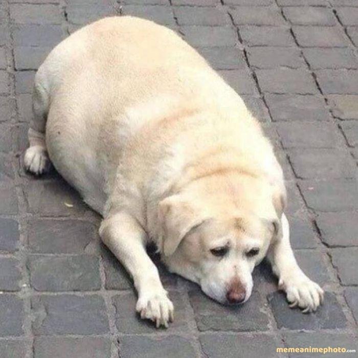 tuyệt vọng meme chó hài