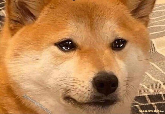 tuyệt vọng meme chó