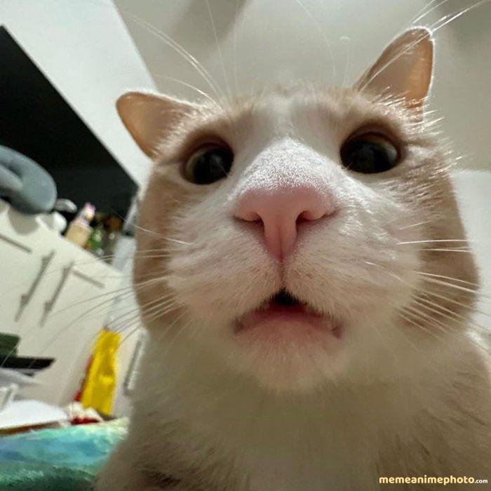 tuyệt vọng meme mèo