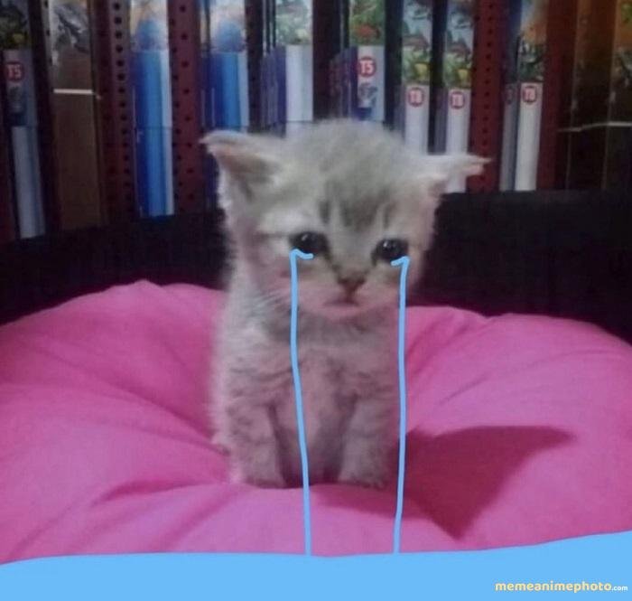 xúc động meme mèo chế