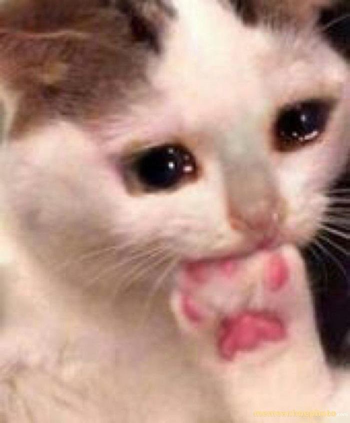 xúc động meme mèo hài