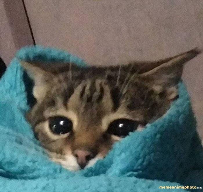 xúc động meme mèo